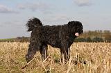 BOUVIER DES FLANDRES 235